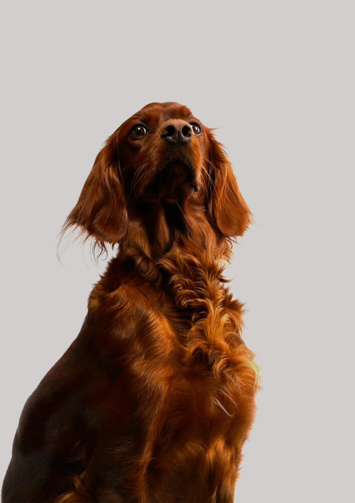 Portrait d'un chien en studio – Valais | Ozalid Studio