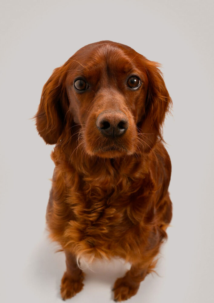 Portrait d'un chien en studio – Valais | Ozalid Studio